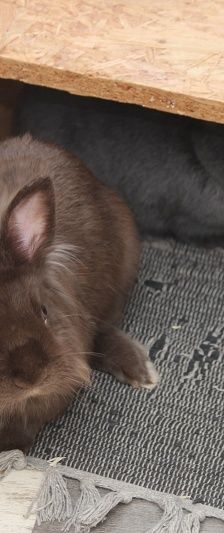 Shadow – Zwergkaninchen, Weibchen, Alter unbekannt, 58553 Halver – Foto 4