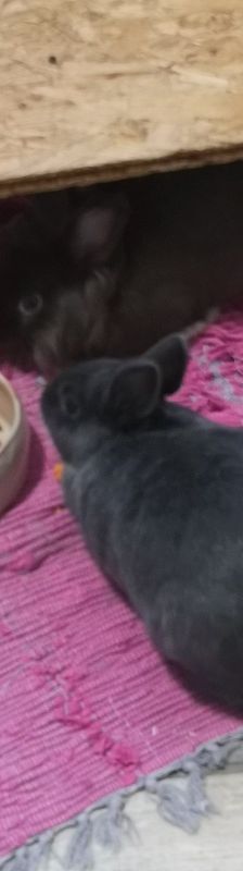 Shadow – Zwergkaninchen, Weibchen, Alter unbekannt, 58553 Halver – Foto 5