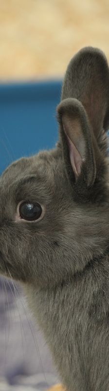 Shadow – Zwergkaninchen, Weibchen, Alter unbekannt, 58553 Halver – Foto 7