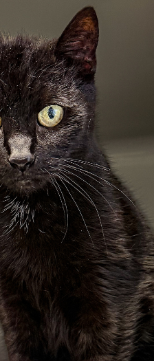 Hexe – Hauskatze, Weibchen, 13 Jahre, 28357 Bremen – Foto 2