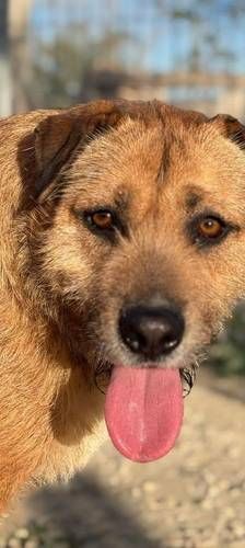 Rocky – Terrier-Mischling, Männchen, 2 Jahre, 65520 Bad Camberg – Foto 1
