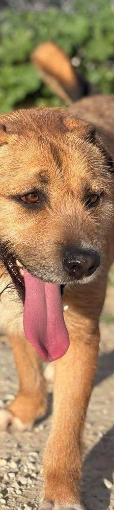 Rocky – Terrier-Mischling, Männchen, 2 Jahre, 65520 Bad Camberg – Foto 2