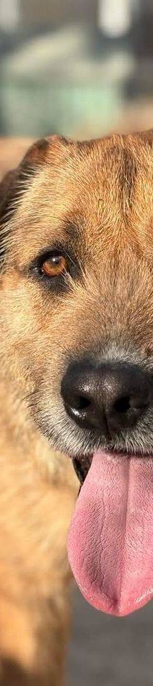 Rocky – Terrier-Mischling, Männchen, 2 Jahre, 65520 Bad Camberg – Foto 6
