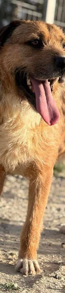 Rocky – Terrier-Mischling, Männchen, 2 Jahre, 65520 Bad Camberg – Foto 7