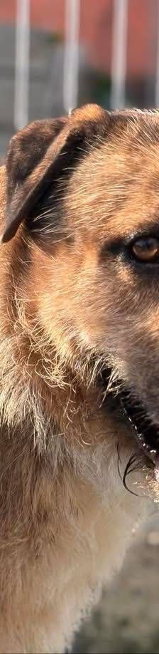 Rocky – Terrier-Mischling, Männchen, 2 Jahre, 65520 Bad Camberg – Foto 8