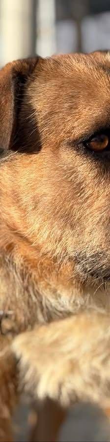 Rocky – Terrier-Mischling, Männchen, 2 Jahre, 65520 Bad Camberg – Foto 9
