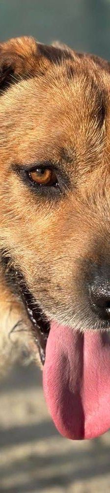 Rocky – Terrier-Mischling, Männchen, 2 Jahre, 65520 Bad Camberg – Foto 10