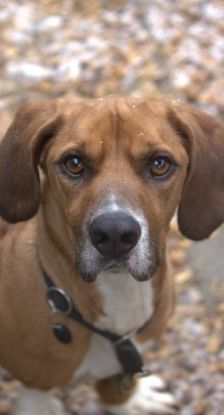 Bambi – Bracken-Mix, Männchen, 3 Jahre 8 Monate, 70195 Stuttgart-Botnang – Foto 1
