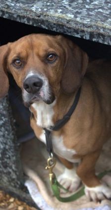 Bambi – Bracken-Mix, Männchen, 3 Jahre 8 Monate, 70195 Stuttgart-Botnang – Foto 2