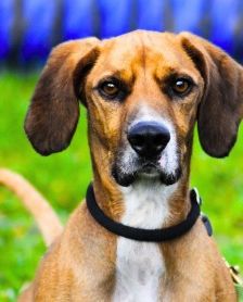 Bambi – Bracken-Mix, Männchen, 3 Jahre 8 Monate, 70195 Stuttgart-Botnang – Foto 3