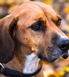 Bambi – Bracken-Mix, Männchen, 3 Jahre 8 Monate, 70195 Stuttgart-Botnang – Foto 4