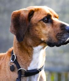 Bambi – Bracken-Mix, Männchen, 3 Jahre 8 Monate, 70195 Stuttgart-Botnang – Foto 5