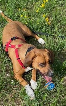Bambi – Bracken-Mix, Männchen, 3 Jahre 8 Monate, 70195 Stuttgart-Botnang – Foto 7
