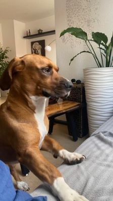 Bambi – Bracken-Mix, Männchen, 3 Jahre 8 Monate, 70195 Stuttgart-Botnang – Foto 8