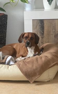 Bambi – Bracken-Mix, Männchen, 3 Jahre 8 Monate, 70195 Stuttgart-Botnang – Foto 9