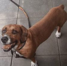 Bambi – Bracken-Mix, Männchen, 3 Jahre 8 Monate, 70195 Stuttgart-Botnang – Foto 10