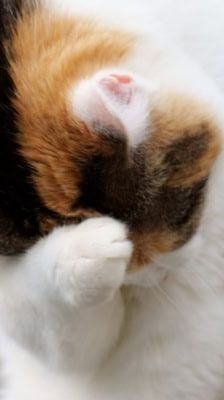 Liesbeth – Katze, Weibchen, 5 Jahre, 39576 Stendal – Foto 1