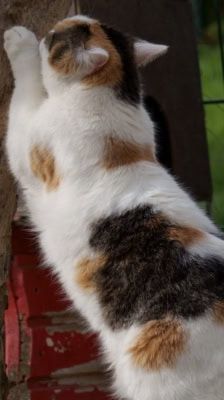 Liesbeth – Katze, Weibchen, 5 Jahre, 39576 Stendal – Foto 2