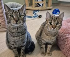 Liesbeth – Katze, Weibchen, 5 Jahre, 39576 Stendal – Foto 15