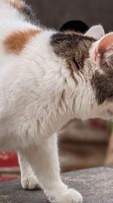 Liesbeth – Katze, Weibchen, 5 Jahre, 39576 Stendal – Foto 3