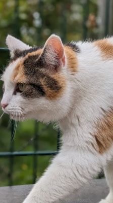 Liesbeth – Katze, Weibchen, 5 Jahre, 39576 Stendal – Foto 4