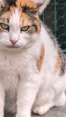Liesbeth – Katze, Weibchen, 5 Jahre, 39576 Stendal – Foto 5