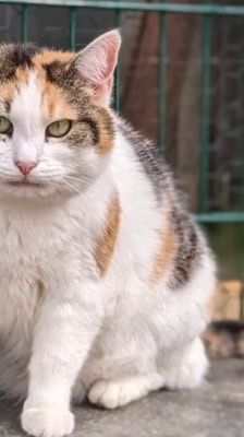 Liesbeth – Katze, Weibchen, 5 Jahre, 39576 Stendal – Foto 6
