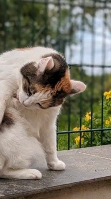 Liesbeth – Katze, Weibchen, 5 Jahre, 39576 Stendal – Foto 7