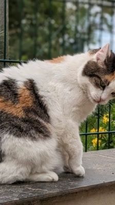 Liesbeth – Katze, Weibchen, 5 Jahre, 39576 Stendal – Foto 8