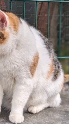 Liesbeth – Katze, Weibchen, 5 Jahre, 39576 Stendal – Foto 9