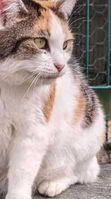 Liesbeth – Katze, Weibchen, 5 Jahre, 39576 Stendal – Foto 10