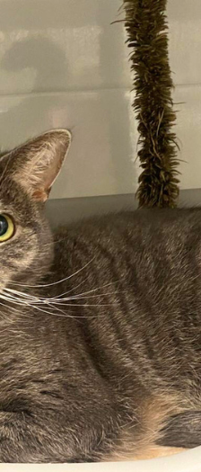 Amboss – Hauskatze, Männchen, 4 Jahre, 28357 Bremen – Foto 3