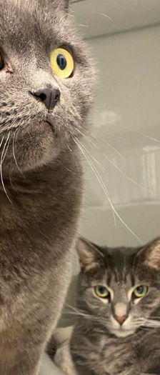 Amboss – Hauskatze, Männchen, 4 Jahre, 28357 Bremen – Foto 4