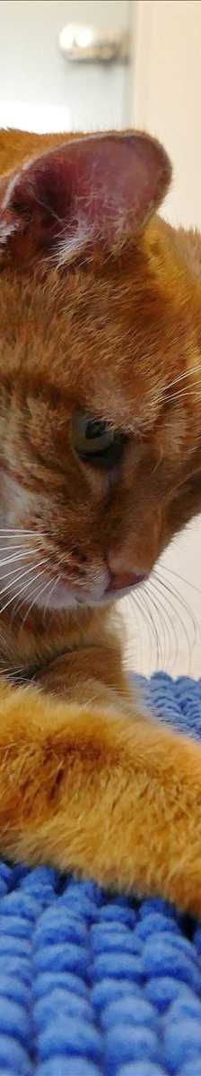 FLUFFEL – Europäisch Kurzhaar, Männchen, 9 Jahre, 81829 München – Foto 1
