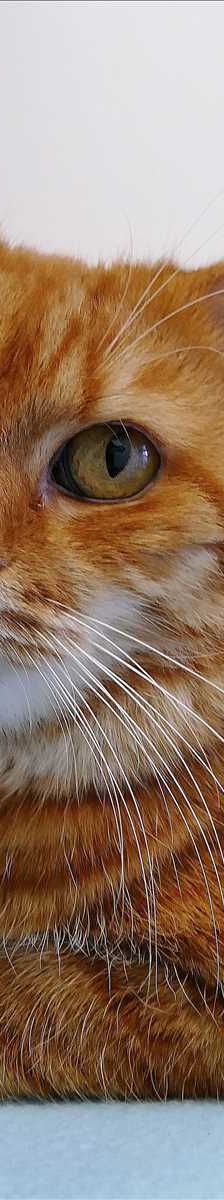 FLUFFEL – Europäisch Kurzhaar, Männchen, 9 Jahre, 81829 München – Foto 2