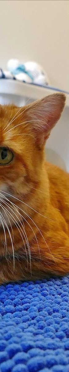 FLUFFEL – Europäisch Kurzhaar, Männchen, 9 Jahre, 81829 München – Foto 3