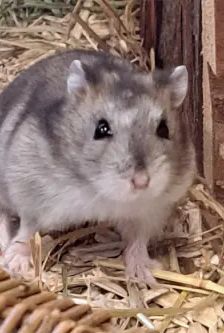 Speedy – Dsungarischer Zwerghamster, Weibchen, 3 Monate, 90537 Feucht – Foto 1