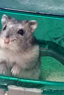 Speedy – Dsungarischer Zwerghamster, Weibchen, 3 Monate, 90537 Feucht – Foto 2