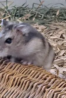 Speedy – Dsungarischer Zwerghamster, Weibchen, 3 Monate, 90537 Feucht – Foto 4