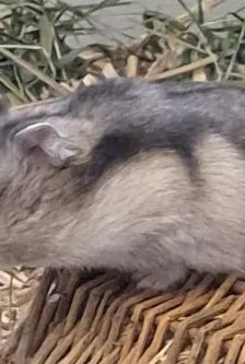 Speedy – Dsungarischer Zwerghamster, Weibchen, 3 Monate, 90537 Feucht – Foto 5