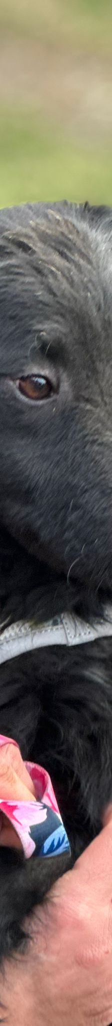 Pili Mili – Mischling, Männchen, 2 Jahre 2 Monate, Nordic Strays e.V. – Foto 3