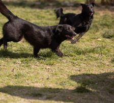 Pili Mili – Mischling, Männchen, 2 Jahre 2 Monate, Nordic Strays e.V. – Foto 6