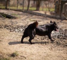 Pili Mili – Mischling, Männchen, 2 Jahre 2 Monate, Nordic Strays e.V. – Foto 8