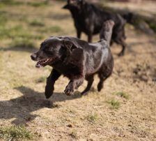 Pili Mili – Mischling, Männchen, 2 Jahre 2 Monate, Nordic Strays e.V. – Foto 9