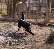 Pili Mili – Mischling, Männchen, 2 Jahre 2 Monate, Nordic Strays e.V. – Foto 10