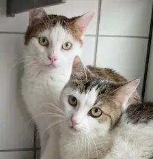 Nobby Nossy – EKH, Weibchen, 4 Jahre, 90537 Feucht – Foto 1