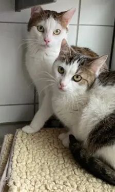 Nobby Nossy – EKH, Weibchen, 4 Jahre, 90537 Feucht – Foto 2