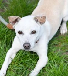 Nemo – Jack Russell Terrier, Männchen, 1 Jahr 11 Monate, 13057 Berlin – Foto 2