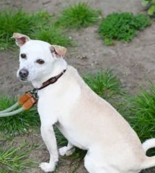 Nemo – Jack Russell Terrier, Männchen, 1 Jahr 11 Monate, 13057 Berlin – Foto 3