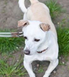 Nemo – Jack Russell Terrier, Männchen, 1 Jahr 11 Monate, 13057 Berlin – Foto 4